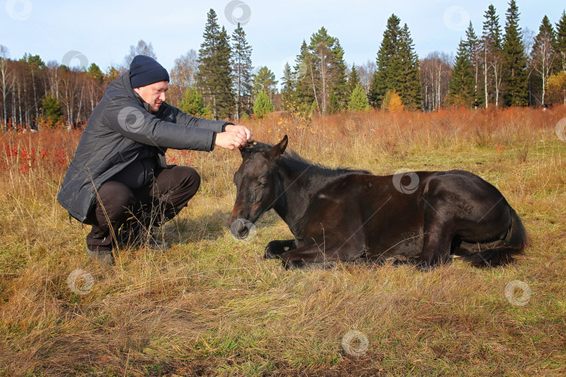 Скачать Лошадь фотосток Ozero