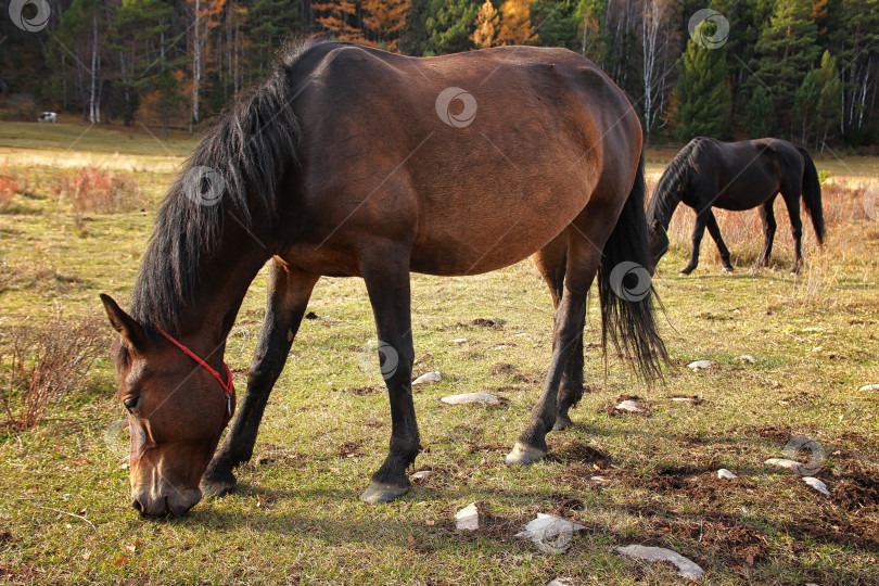 Скачать Лошадь фотосток Ozero
