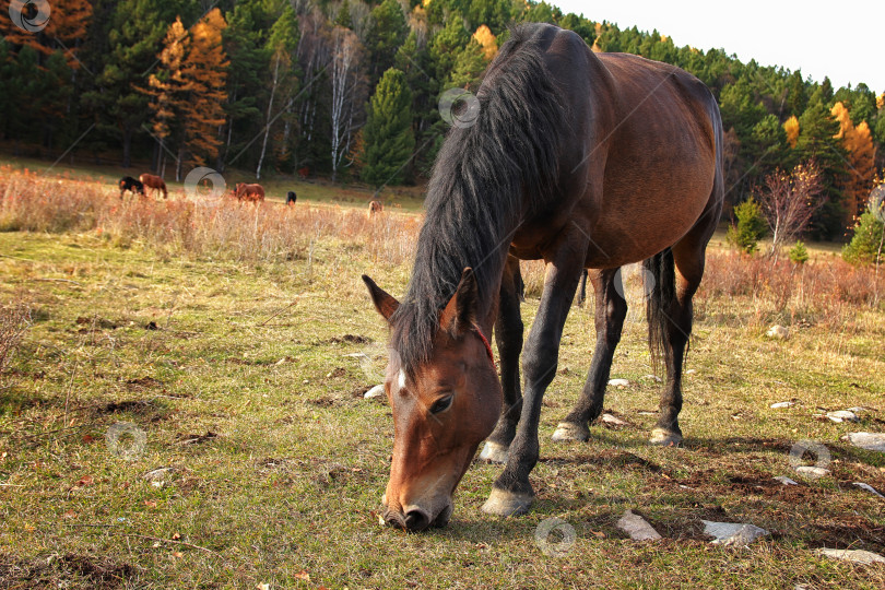 Скачать Лошадь фотосток Ozero
