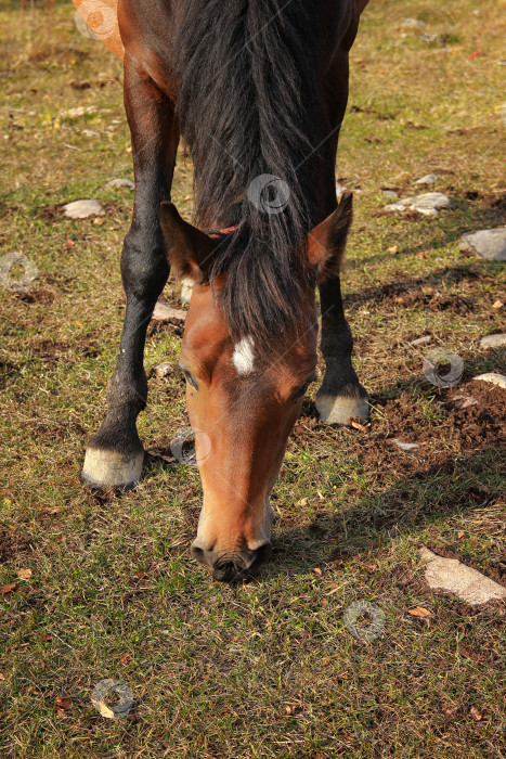 Скачать Лошадь фотосток Ozero