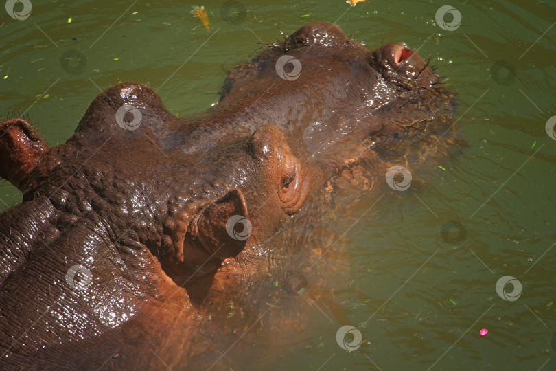 Скачать Бегемот фотосток Ozero