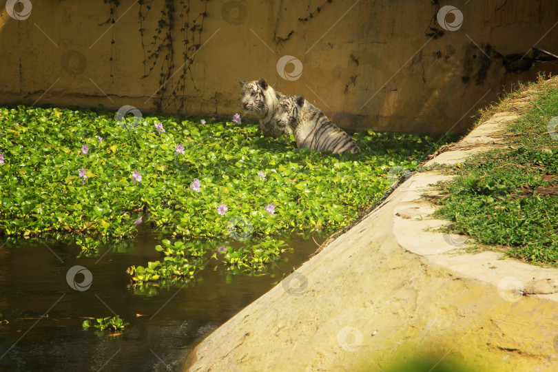 Скачать Тигр белый фотосток Ozero