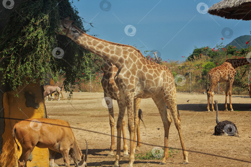 Скачать Жираф фотосток Ozero