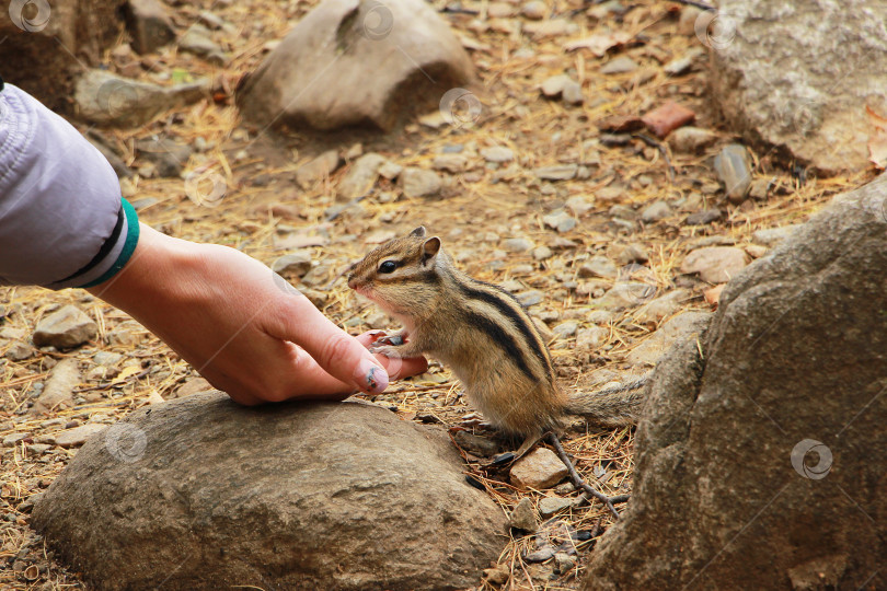 Скачать Бурундук фотосток Ozero