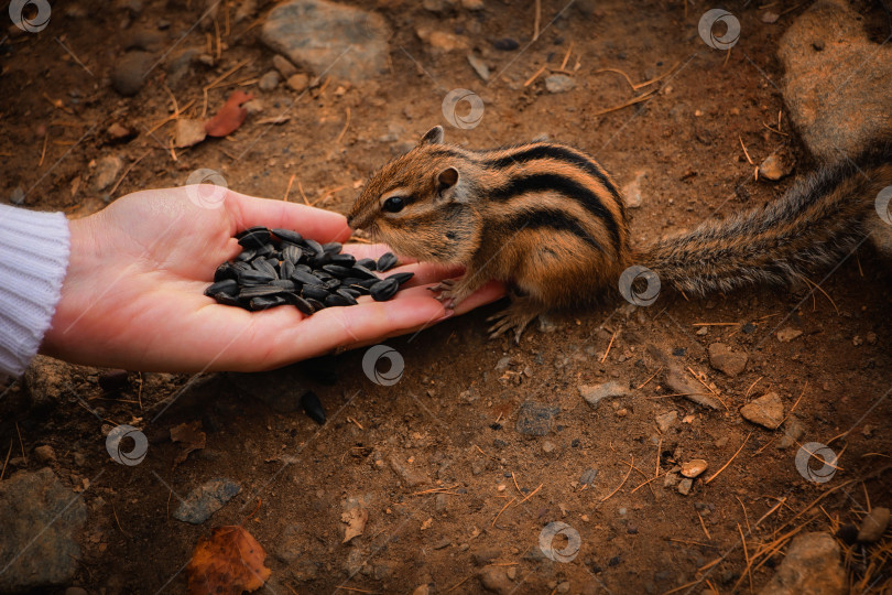 Скачать Бурундук фотосток Ozero