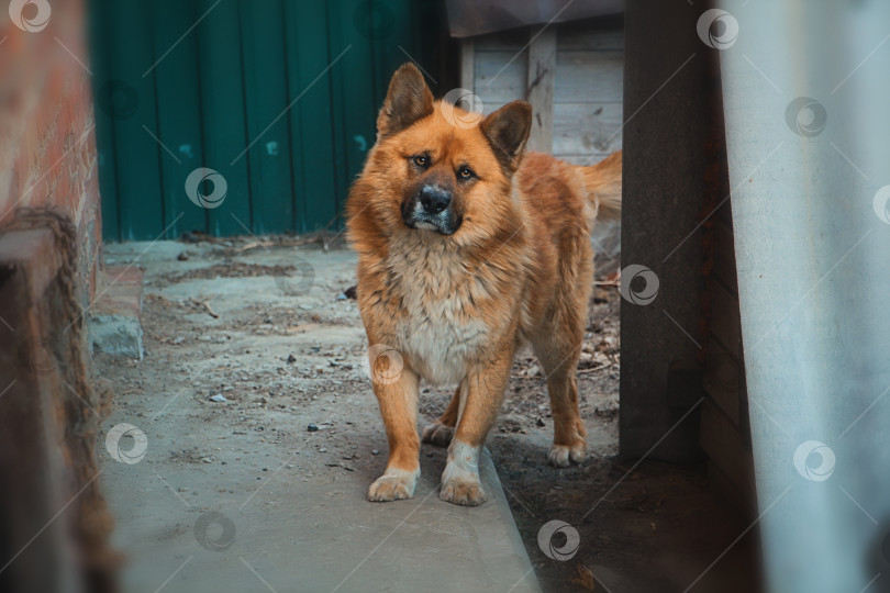 Скачать Собака фотосток Ozero