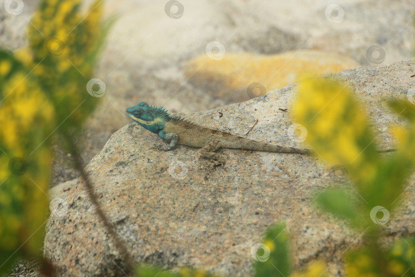 Скачать Ящерица фотосток Ozero