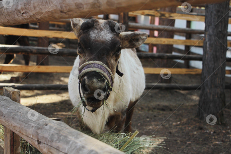 Скачать Олень фотосток Ozero