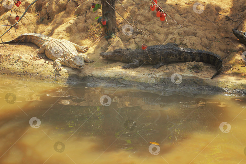Скачать Крокодилы фотосток Ozero