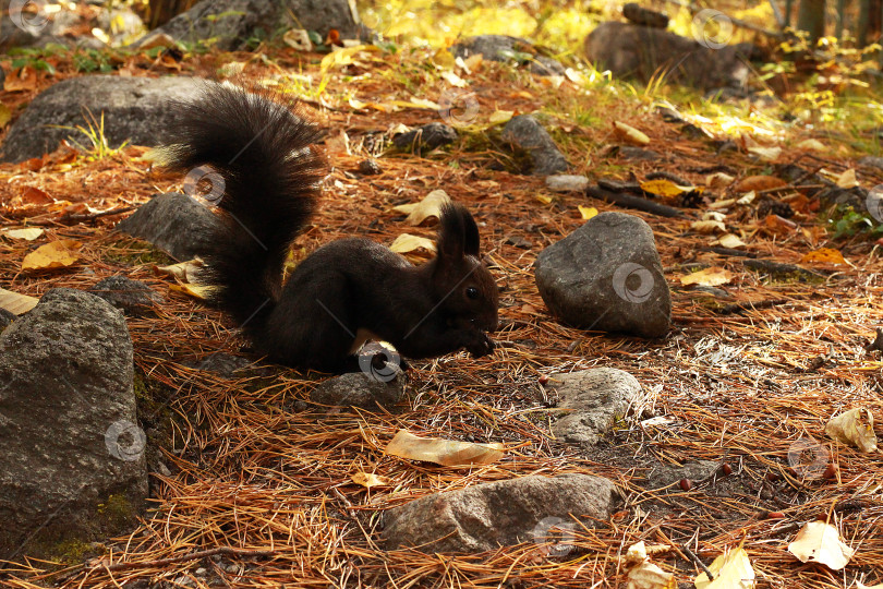 Скачать Белка фотосток Ozero