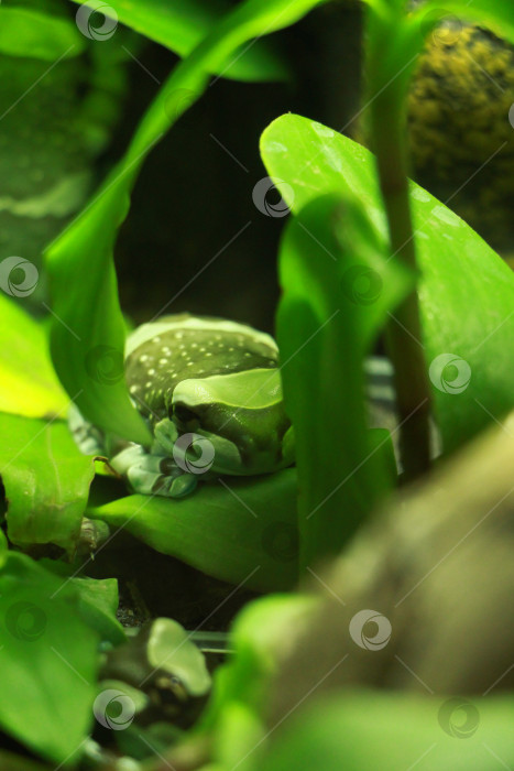 Скачать Лягушка фотосток Ozero