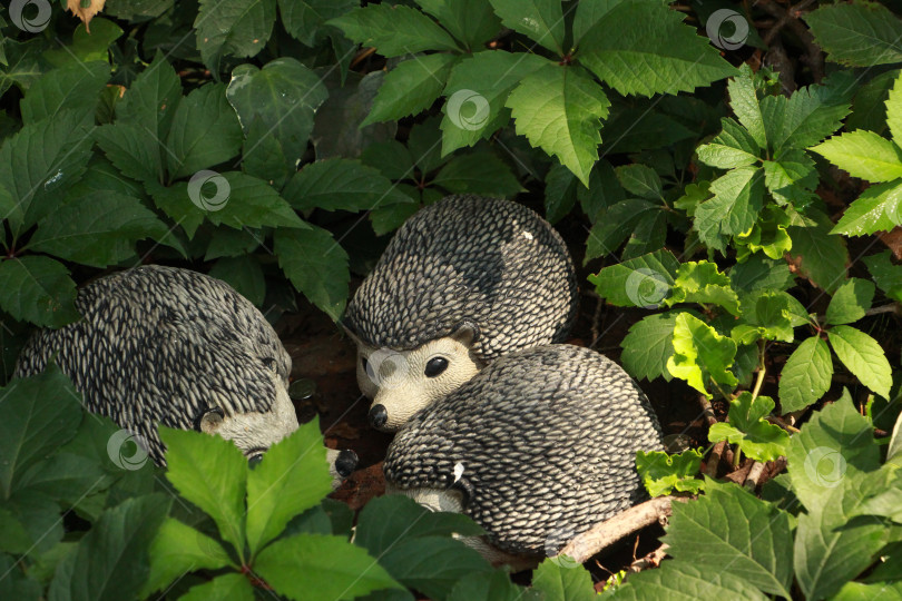 Скачать Ежики фотосток Ozero