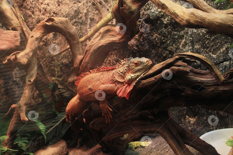 Скачать Варан фотосток Ozero