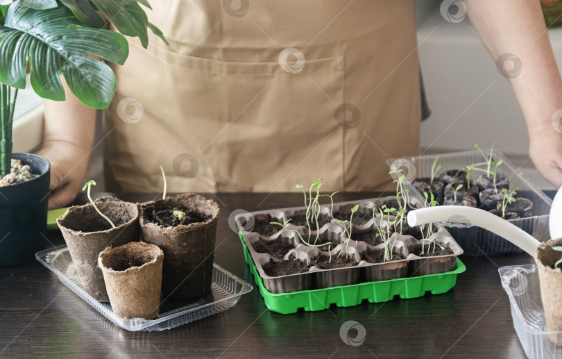 Скачать Садовод выращивает рассаду огурцов и томатов в биоразлагаемых торфяных горшочках и специальных лотках. Посадка и посев проводится весной фотосток Ozero