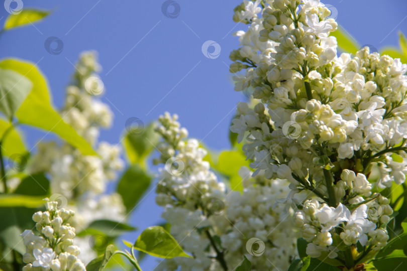 Скачать Цветы белой сирени на фоне весеннего голубого неба фотосток Ozero
