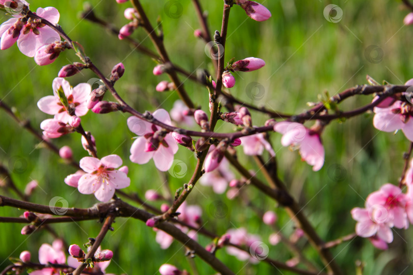 Скачать Весенний цветок персика, крупным планом розовые цветы. фотосток Ozero