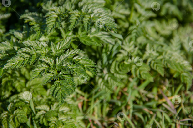 Скачать Зеленые листья растения на фоне травы в саду фотосток Ozero