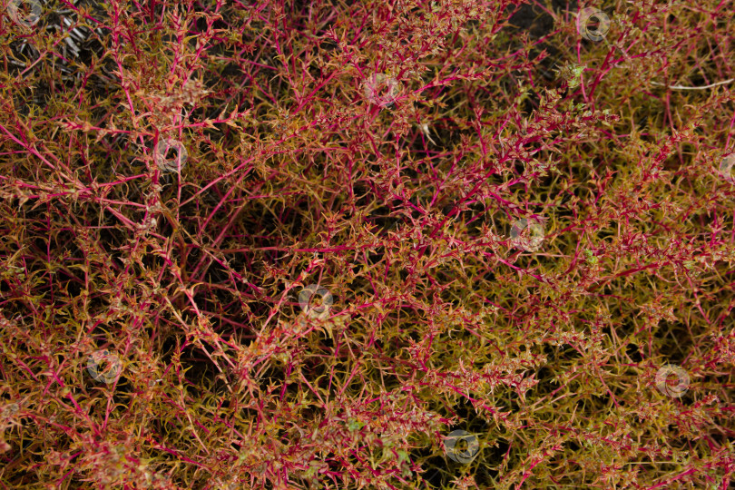 Скачать Крупный план красного куста с красными листьями в саду. фотосток Ozero