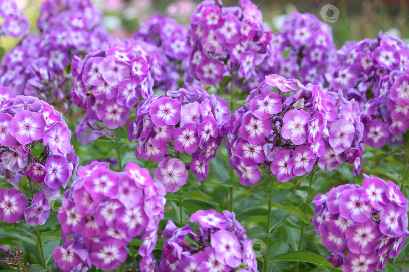 Скачать абстрактные фиолетовые цветы на поле. концепция сада фотосток Ozero