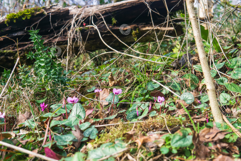 Скачать Розовые цветы цикламена, распускающиеся в горном лесу фотосток Ozero