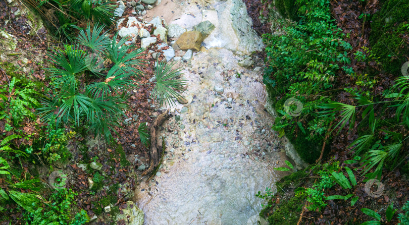 Скачать Горный ручей в тропическом лесу фотосток Ozero