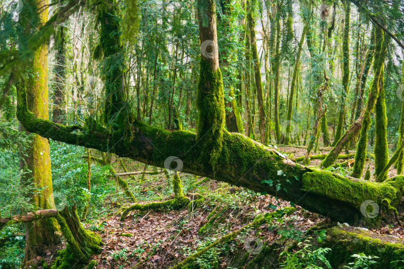 Скачать замшелые стволы деревьев в тропическом лесу фотосток Ozero