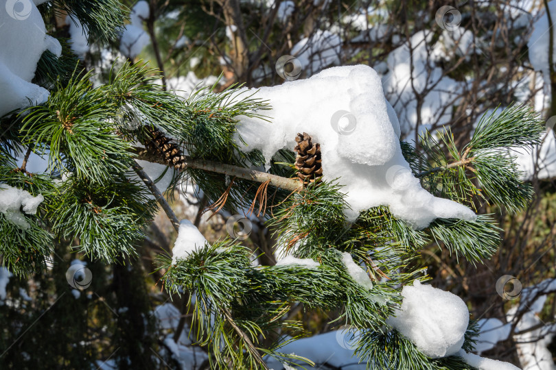 Скачать Серебристо-голубая рождественская елка Picea pungens Hoopsii, покрытая снегом, с коричневыми шишками на фоне голубого февральского неба. Крупный план. Вечнозеленый ландшафтный сад зимой. Концепция дизайна, основанная на природе. фотосток Ozero