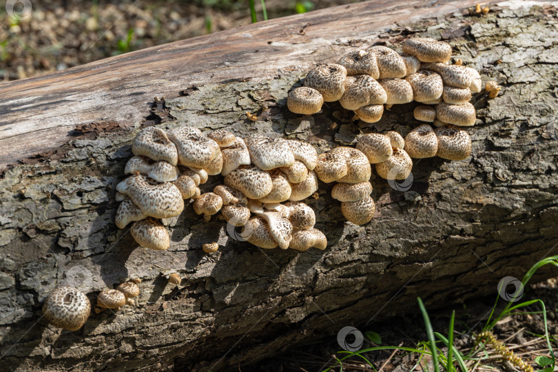 Скачать Lentinus tigrinus на спиленном стволе старой яблони. Размытый фон. Выборочный фокус. Белые грибы с коричневыми шляпками из семейства многоножковых. Съедобные грибы в их естественной среде обитания в саду. фотосток Ozero