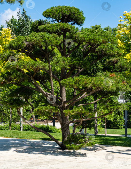 Скачать Красивая сосна-бонсай (Pinus sylvestris) с пышной хвоей на фоне голубого летнего неба. Крупный план. безлюдно. Городской парк "Краснодар" или парк Галицкого. Солнечный летний день 2021 года. фотосток Ozero