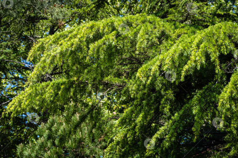 Скачать Молодая ярко-зеленая хвоя гималайского кедра (Cedrus Deodara, Деодар), растущего на набережной курортного города Адлер. Крупный план. Черное море. Размытый фон. Выборочный фокус. Адлер. Сочи. фотосток Ozero