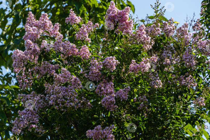 Скачать Цветение мирта обыкновенного (Lagerstroemia indica) розовыми цветами в ландшафтном парке "Краснодар". Крупный план. Соцветия розовых цветов на размытом фоне. Выборочный фокус. Лето 2021 года. фотосток Ozero