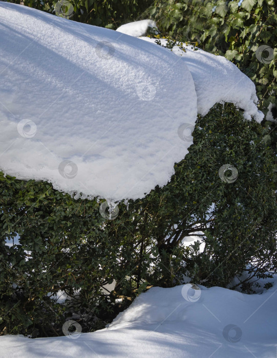 Скачать Самшит Buxus sempervirens - это кусты самшита или европейского самшитника с яркой блестящей листвой под снегом. Крупный план. Вечнозеленый зимний сад. Идеальный фон для любой природной темы. Место для вашего текста. фотосток Ozero
