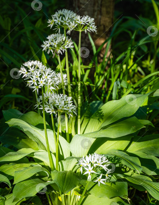 Скачать Белые ароматные очень мелкие цветочки дикого чеснока (Allium ursinum) или черемши на размытом фоне зеленой травы. Выборочный фокус. Крупный план. Чеснок черемша широколистная или медвежий чеснок фотосток Ozero