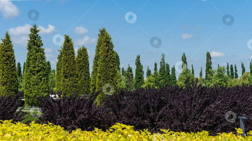 Скачать Черная вишня (Prunus cerasifera 'Nigra') с фиолетовыми листьями на фоне вечнозеленых деревьев и голубого неба. Размытый передний план. Ландшафтный парк "Краснодар". Парк Галицкого. Лето 2021. фотосток Ozero