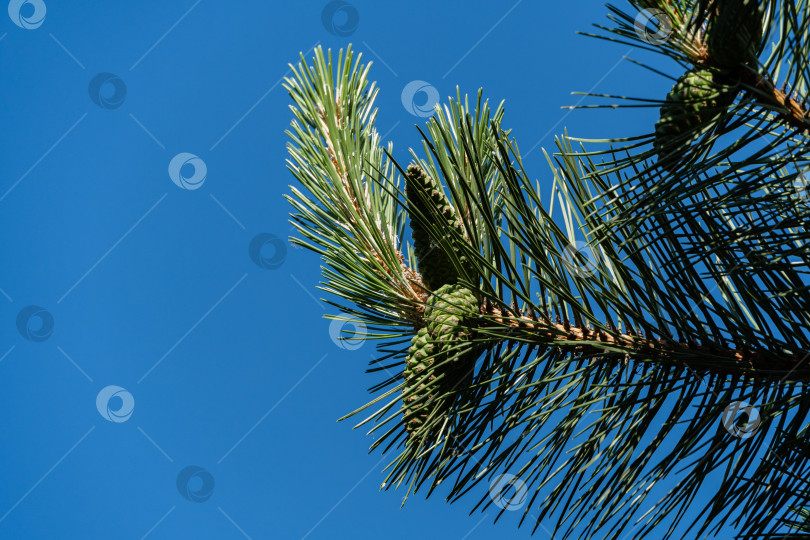 Скачать Сосна Pinus nigra, австрийская или черная сосна в вечнозеленом ландшафтном саду. Молодые шишки и длинные зеленые иголки на ветке сосны Pinus nigra на фоне голубого летнего неба. Выборочный фокус. фотосток Ozero