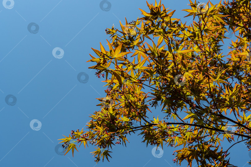 Скачать Клен Acer Palmatum с ярко-оранжевыми и зелеными резными листьями на фоне голубого неба. Размытый фон. Листья крупным планом. Выборочный фокус. Солнечный весенний день. Место для вашего текста фотосток Ozero