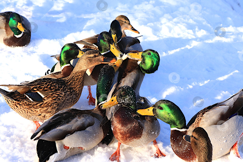Скачать Кряквы и селезни дерутся за кусочки белого хлеба, принесенные людьми на замерзшем озере. Дикие птицы переживают сильные морозы в России. Концепция сострадания и спасения животных. фотосток Ozero