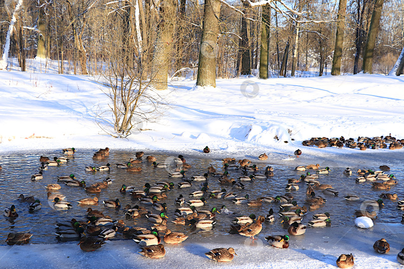 Скачать Кряквы и селезни плавают в небольшой проруби на замерзшем озере во время сильных морозов. Выживание диких птиц в условиях экстремальных холодов в России. Концепция сострадания и спасения животных. фотосток Ozero