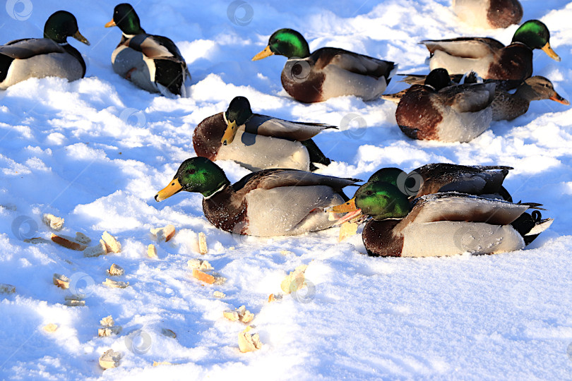 Скачать Кряквы и селезни дерутся за кусочки белого хлеба, принесенные людьми на замерзшем озере. Дикие птицы переживают сильные морозы в России. Концепция сострадания и спасения животных. фотосток Ozero