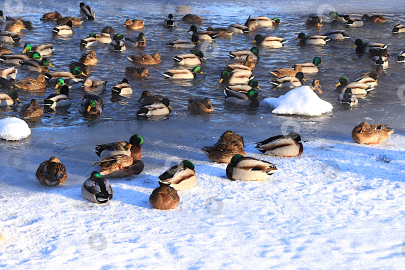 Скачать В сильные морозы кряквы и селезни плавают в небольших прорубях на замерзшем озере. Птицы зарываются в снег, чтобы согреться, и спят в сугробах. Выживание диких птиц в экстремальные холода фотосток Ozero