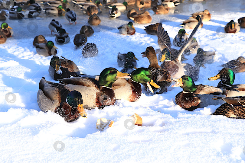 Скачать Кряквы и селезни дерутся за кусочки белого хлеба, принесенные людьми на замерзшем озере. Дикие птицы переживают сильные морозы в России. Концепция сострадания и спасения животных. фотосток Ozero