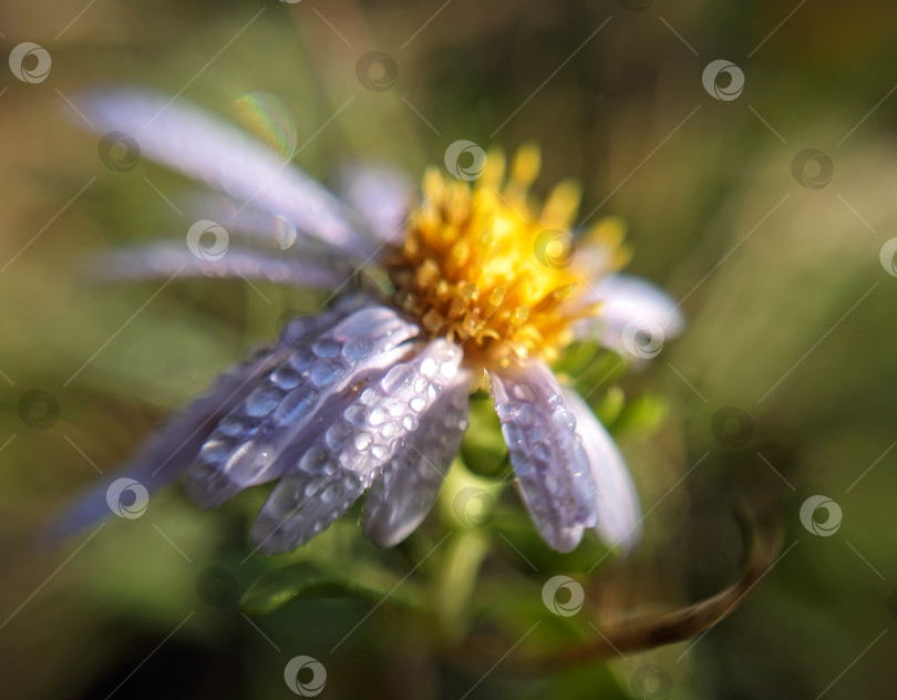 Скачать Макрофотография цветка в каплях росы фотосток Ozero