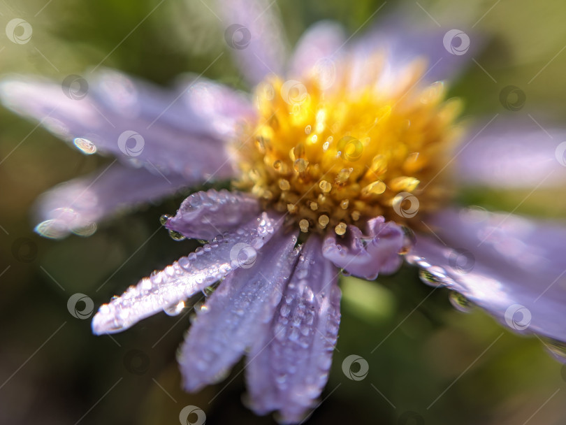 Скачать Макрофотография цветка в каплях росы фотосток Ozero
