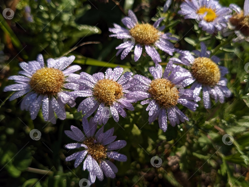 Скачать Дикие голубые астры в утренней росе фотосток Ozero