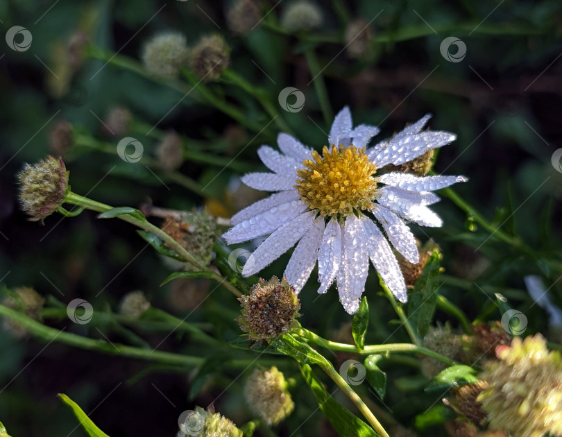 Скачать Дикая гооубая астра в каплях утренней росы фотосток Ozero