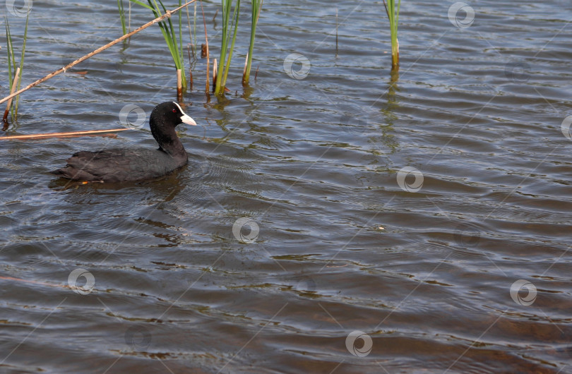 Скачать Евразийская лысуха, или обыкновенная лысуха, или австралийская лысуха (лат. Fulica atra) из семейства раллиевых, плавающая среди тростника. Взрослая водная птица. Черная красноглазая водоплавающая птица. фотосток Ozero