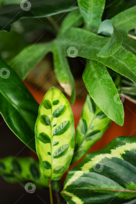 Скачать Домашнее садоводство фон комнатных растений фотосток Ozero