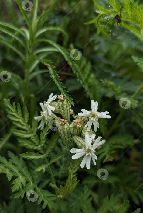 Скачать Дикие белые цветы в зеленом разнотравье фотосток Ozero