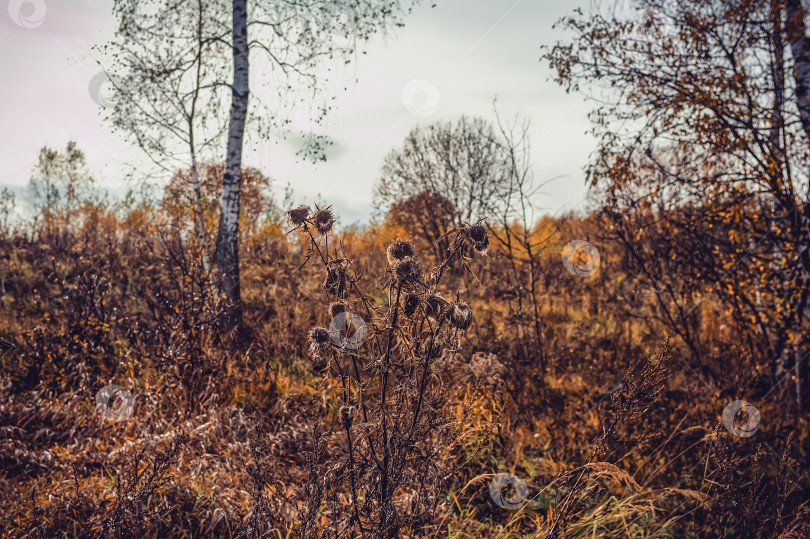 Скачать Яркий березовый лес поздней осенью в пасмурную погоду фотосток Ozero