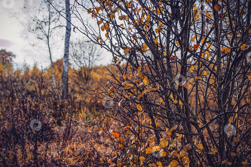 Скачать Яркий березовый лес поздней осенью в пасмурную погоду фотосток Ozero